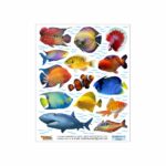 Fish Zag-Mag Sticker