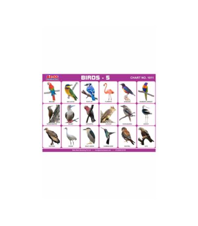 M-Stick Educational Chart 1011 Birds-5