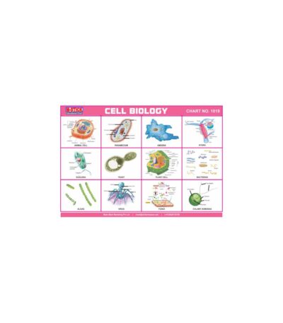 M-Stick Educational Chart 1019 Cell Biology