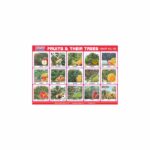 M-Stick Educational Chart 102 Fruits & Their Trees