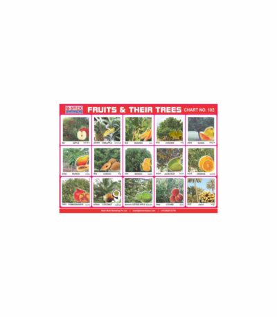M-Stick Educational Chart 102 Fruits & Their Trees