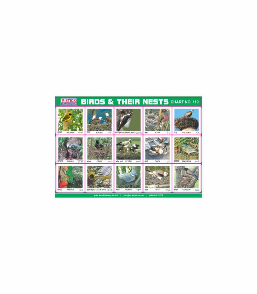M-Stick Educational Chart 119 Birds & Their Nests