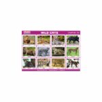 M-Stick Educational Chart 125 Wild Cats