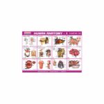 M-Stick Educational Chart 129 Human Anatomy-1
