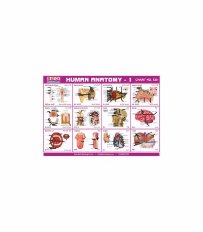 M-Stick Educational Chart 129 Human Anatomy-1