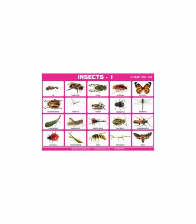 M-Stick Educational Chart 130 Insects-1