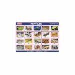 M-Stick Educational Chart 139 Reptiles