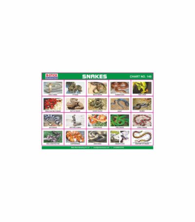 M-Stick Educational Chart 140 Snakes
