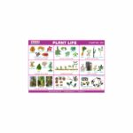 M-Stick Educational Chart 155 Plant Life