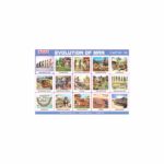 M-Stick Educational Chart 158 Evolution of Man