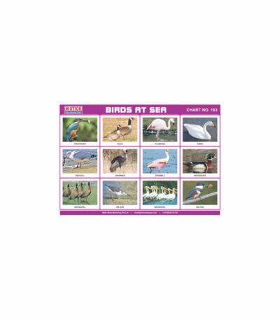 M-Stick Educational Chart 163 Birds At Sea