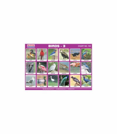 M-Stick Educational Chart 165 Birds-3