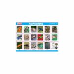 M-Stick Educational Chart 170 Amphibians