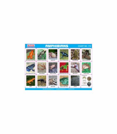 M-Stick Educational Chart 170 Amphibians