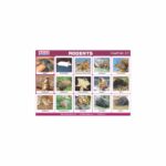 M-Stick Educational Chart 217 Rodents