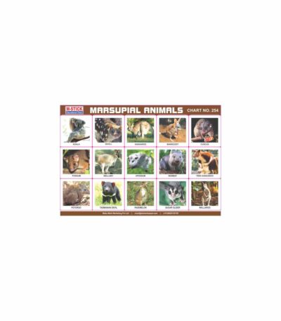 M-Stick Educational Chart 254 Marsupial Animals