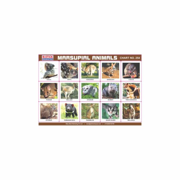 M-Stick Educational Chart 254 Marsupial Animals