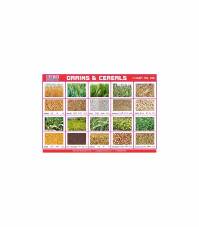 M-Stick Educational Chart 260 Grains & Cereals