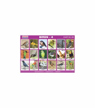 M-Stick Educational Chart 266 Birds-4