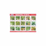 M-Stick Educational Chart 279 Medicinal Plants
