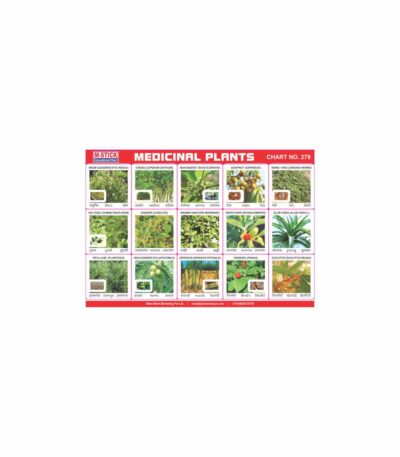 M-Stick Educational Chart 279 Medicinal Plants