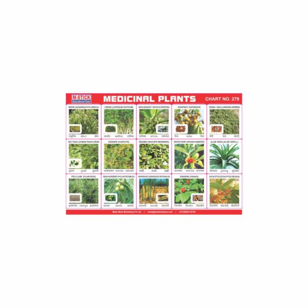 M-Stick Educational Chart 279 Medicinal Plants