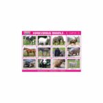 M-Stick Educational Chart 281 Herbivorous Animals-1