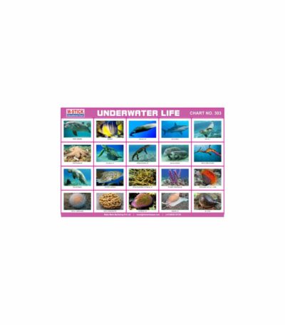 M-Stick Educational Chart 303 Underwater Life