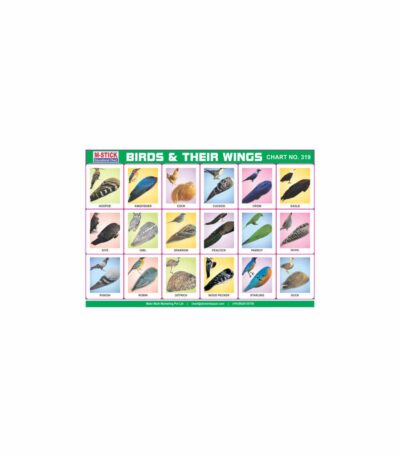 M-Stick Educational Chart 319 Birds & Their Wings