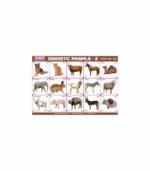 M-Stick Educational Chart 328 Domestic Animals-2
