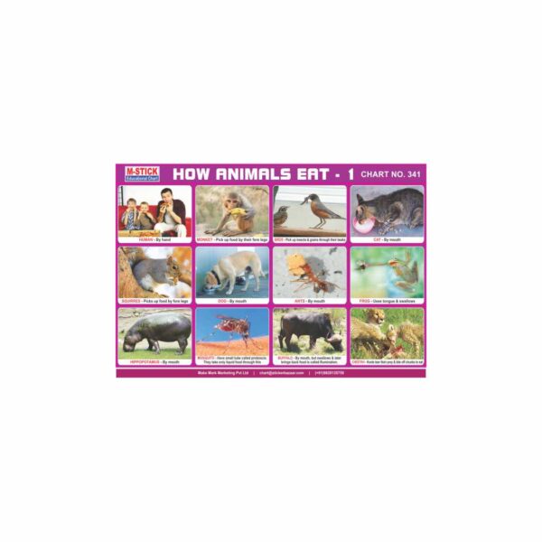 M-Stick Educational Chart 341 How Animals Eat-1