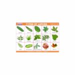 M-Stick Educational Chart 364 Types of Leaves