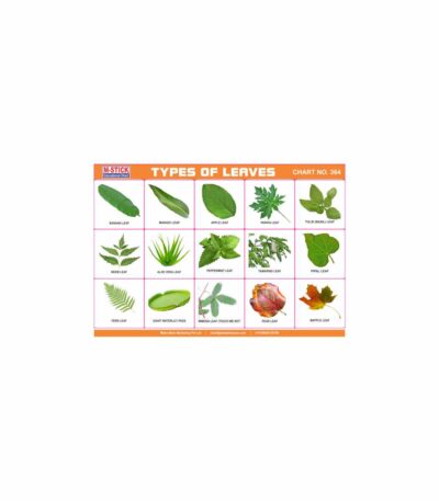 M-Stick Educational Chart 364 Types of Leaves