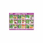 M-Stick Educational Chart 365 Leaves & Fruits