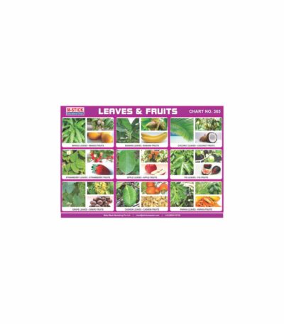 M-Stick Educational Chart 365 Leaves & Fruits