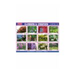 M-Stick Educational Chart 391 Climbers & Creepers