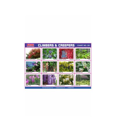 M-Stick Educational Chart 391 Climbers & Creepers