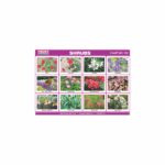 M-Stick Educational Chart 392 Shrubs