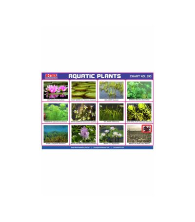 M-Stick Educational Chart 393 Aquatic Plants