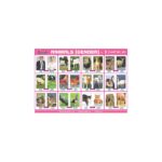 M-Stick Educational Chart 491 Animals (Gender)