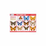 M-Stick Educational Chart 525 Butterflies-1