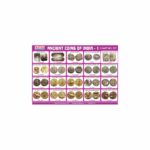 M-Stick Educational Chart 537 Ancient Coins of India-1