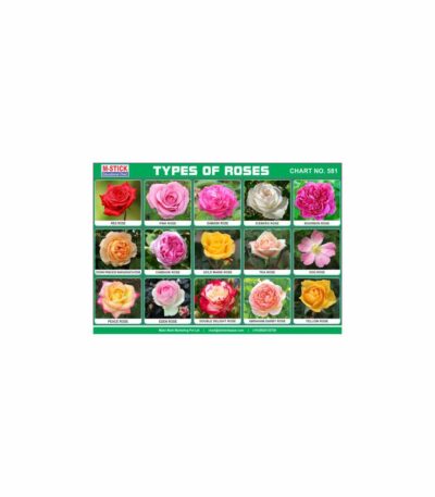 M-Stick Educational Chart 581 Types of Roses