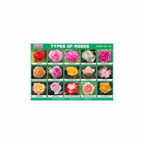 M-Stick Educational Chart 581 Types of Roses