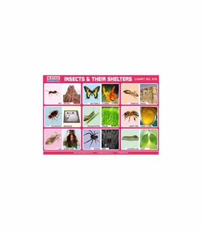 M-Stick Educational Chart 618 Insects & Their Shelters